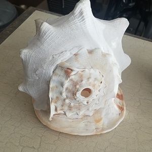 Giant shell